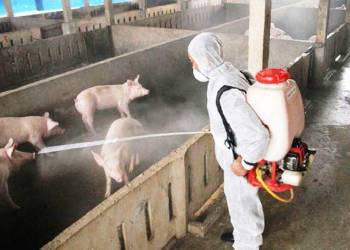 Giải pháp tối ưu ngành chăn nuôi trong đại dịch Covid-19