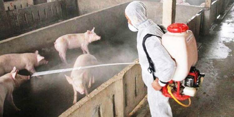 Giải pháp tối ưu ngành chăn nuôi trong đại dịch Covid-19