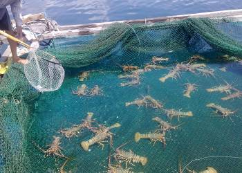 Giải pháp nuôi trồng thủy sản: thức ăn, phân bón và phòng trị bệnh