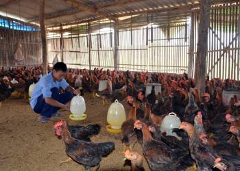 Giải pháp lựa chọn địa điểm và nguồn nước chăn nuôi gia cầm