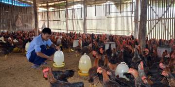 Giải pháp lựa chọn địa điểm và nguồn nước chăn nuôi gia cầm