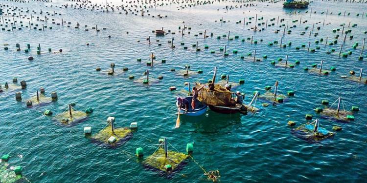 Giải pháp nuôi trồng thủy sản: hệ thống xử lý cấp thoát nước