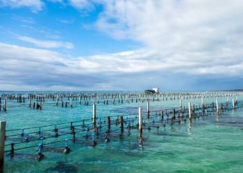 Giải pháp nuôi trồng thủy sản nước ngọt toàn diện