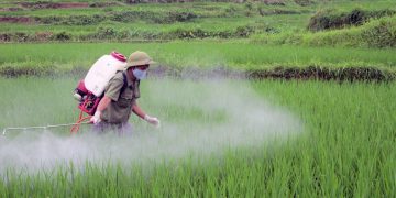 GIẢI PHÁP QUẢN LÝ CỎ DẠI