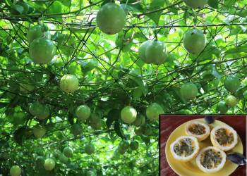 Giải pháp canh tác cây chanh dây đến từ Oshima