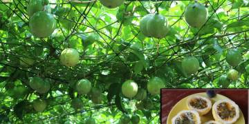 Giải pháp canh tác cây chanh dây đến từ Oshima