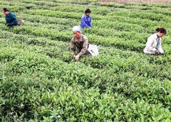 Giải pháp kỹ thuật bón phân và phòng trừ sâu bệnh cho cây chè