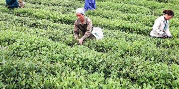 Giải pháp kỹ thuật bón phân và phòng trừ sâu bệnh cho cây chè