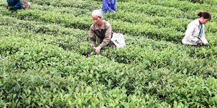 Giải pháp kỹ thuật bón phân và phòng trừ sâu bệnh cho cây chè