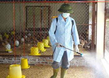 GIẢI PHÁP KHỬ TRÙNG CHUỒNG NUÔI