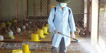 GIẢI PHÁP KHỬ TRÙNG CHUỒNG NUÔI