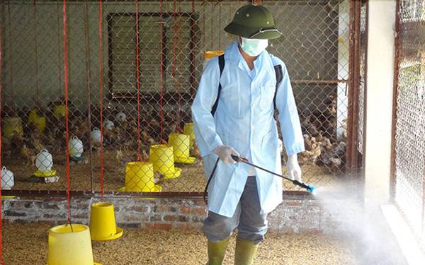 GIẢI PHÁP KHỬ TRÙNG CHUỒNG NUÔI