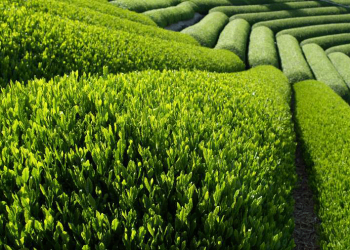 Giải pháp kỹ thuật trồng cây chè