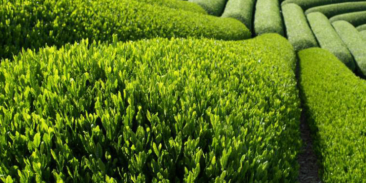 Giải pháp kỹ thuật trồng cây chè