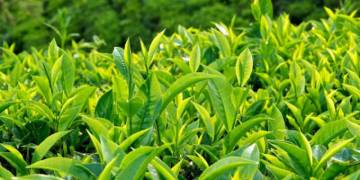 Giải pháp kỹ thuật chăm sóc cây chè