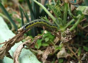 Giải pháp phun thuốc trừ sâu: 4 Cách Diệt Sâu Ăn Lá Đơn Giản Và Hiệu Quả