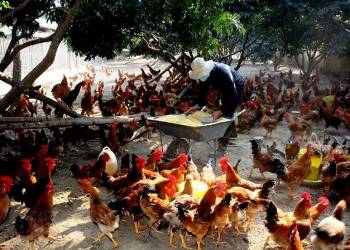 GIẢI PHÁP KHỬ TRÙNG CHUỒNG NUÔI