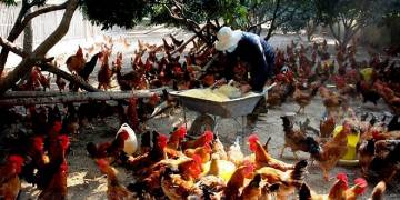 GIẢI PHÁP KHỬ TRÙNG CHUỒNG NUÔI