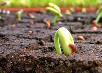 Giải pháp trồng cafe: Chuẩn bị đất và trồng mới cây