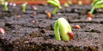 Giải pháp trồng cafe: Chuẩn bị đất và trồng mới cây