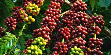 Giải pháp trồng cafe: Bón phân và tỉa cành