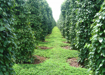 4 điều cần biết khi canh tác hồ tiêu