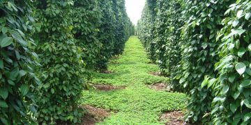 4 điều cần biết khi canh tác hồ tiêu