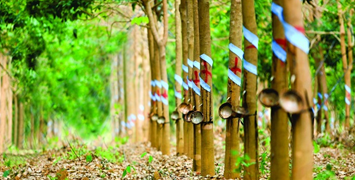 Kỹ thuật trồng, chăm sóc cây cao su đạt hiệu quả cao, phù hợp cho mọi nhà