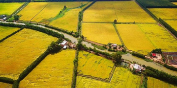 Kỹ thuật trồng và chăm sóc cây lúa