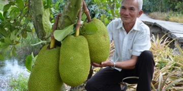 5 bước trồng mít thái cho nông dân canh tác – Hướng đi mới cho hiệu quả cao