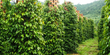 4 ĐIỀU CẦN BIẾT KHI CANH TÁC CÂY TIÊU ĐƠN GIẢN