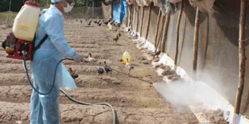 GIẢI PHÁP KHỬ TRÙNG CHUỒNG NUÔI: TOP 3 VẬT DỤNG CẦN THIẾT