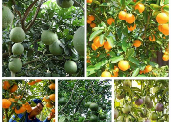 GIẢI PHÁP CANH TÁC CÂY CÓ MÚI ( BƯỞI – CAM – QUÍT )