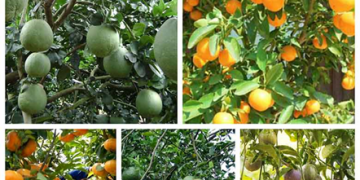 GIẢI PHÁP CANH TÁC CÂY CÓ MÚI ( BƯỞI – CAM – QUÍT )