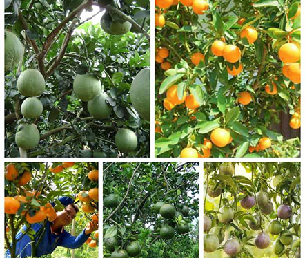 GIẢI PHÁP CANH TÁC CÂY CÓ MÚI ( BƯỞI – CAM – QUÍT )