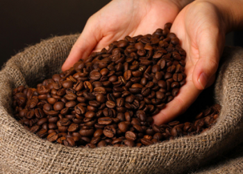 Giải pháp canh tác cây cà phê: kỹ thuật đất trồng và chăm sóc