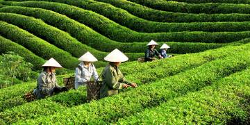 Giải pháp trồng cây chè/trà đúng kỹ thuật