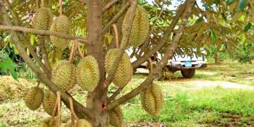 Giải pháp hỗ trợ canh tác cây sầu riêng