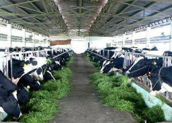 PHÂN BIỆT ĐẦU PHUN ÁP LỰC 1HP, 2HP, GIẢI PHÁP XỊT RỬA XE MÁY