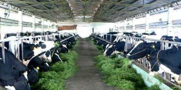 PHÂN BIỆT ĐẦU PHUN ÁP LỰC 1HP, 2HP, GIẢI PHÁP XỊT RỬA XE MÁY