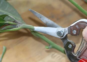 Mẹo Thử Độ Bén Và 3 Bước Mài Kéo Cắt Cành Đơn Giản