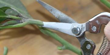 Mẹo Thử Độ Bén Và 3 Bước Mài Kéo Cắt Cành Đơn Giản