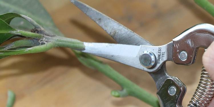 Mẹo Thử Độ Bén Và 3 Bước Mài Kéo Cắt Cành Đơn Giản