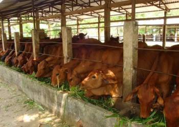 giải pháp chăn nuôi