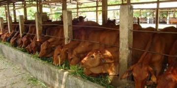 giải pháp chăn nuôi