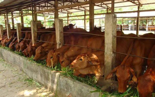 giải pháp chăn nuôi