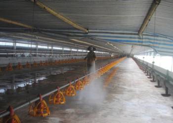 Giải pháp khử trùng chuồng nuôi: Các loại thuốc khử khuẩn tốt