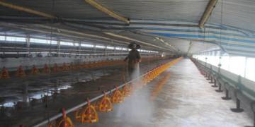 Giải pháp khử trùng chuồng nuôi: Các loại thuốc khử khuẩn tốt