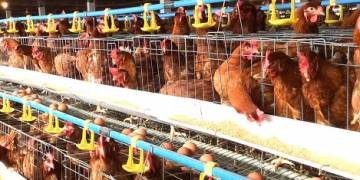 Giải pháp chuẩn bị chuồng trại chăn nuôi gia cầm