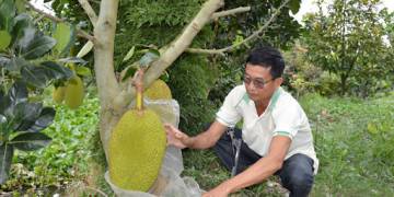 Top 5 sản phẩm hỗ trợ người dân có mùa mít bội thu